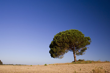 Image showing Lonely Tree on blue