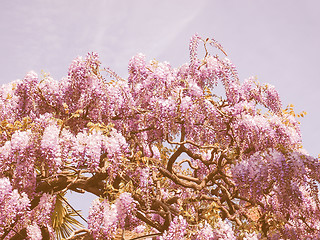 Image showing Retro looking Wisteria