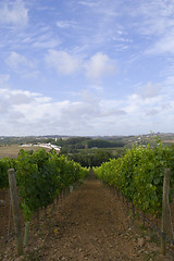 Image showing Wine grapes field