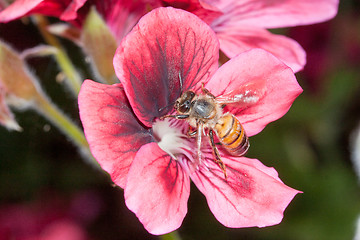 Image showing Bee apis mellifica