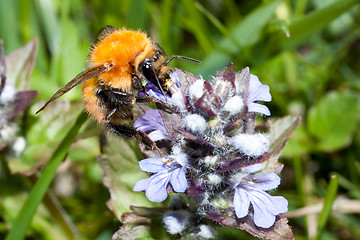 Image showing Bee apis mellifica