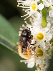 Image showing Bee apis mellifica