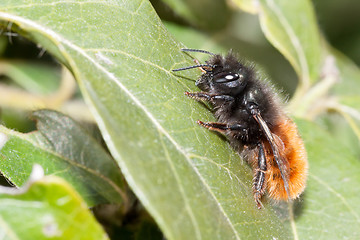 Image showing Bee apis mellifica