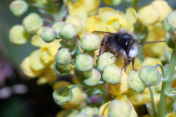 Image showing Bee apis mellifica