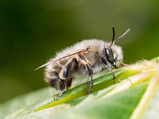 Image showing Bee apis mellifica