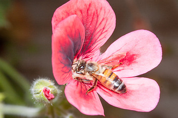 Image showing Bee apis mellifica