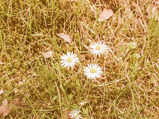 Image showing Retro looking Daisy flower