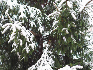 Image showing Winter scene with snow