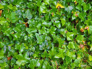 Image showing Ivy leaves