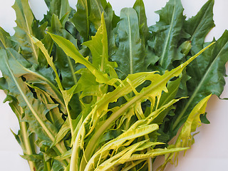 Image showing Catalonian chicory salad