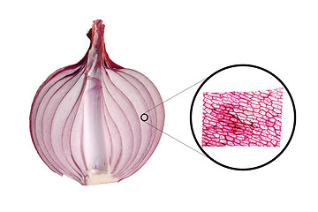 Image showing Onion epidermus micrograph