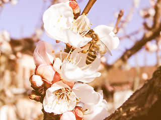 Image showing Retro looking Bee fetching nectar from flower