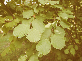 Image showing Retro looking Hazel tree leaf