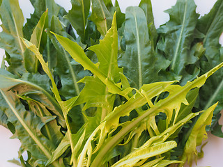 Image showing Catalonian chicory salad