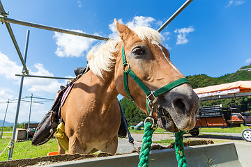 Image showing Horse feeding at the trough on the farm