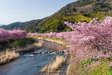 Image showing Sakura in kawazu city