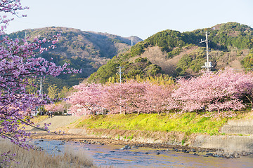 Image showing Sakura and river