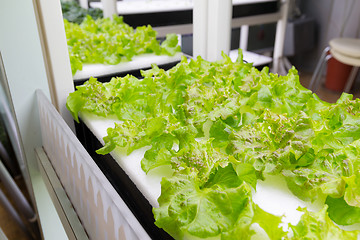 Image showing Hydroponics of lettuce