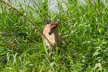 Image showing Roe deer in grass