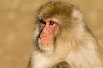 Image showing Monkey close up