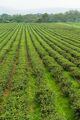 Image showing Tea plantation in Tai Tung, TaiWan