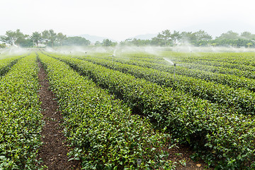 Image showing Watering with sprinkler of tea farm