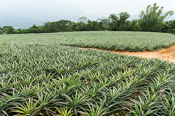 Image showing Pineapple fruit farm