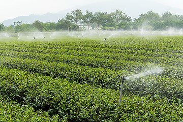 Image showing Tea garden with water sprinkler system