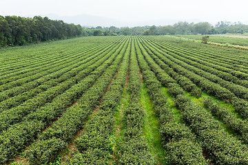 Image showing Water sprinkler at the tea farm