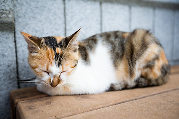 Image showing Cat on street