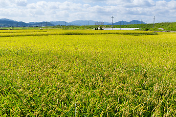 Image showing Paddy Rice field