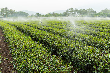 Image showing Tea farm in TaiTung, TaiWan
