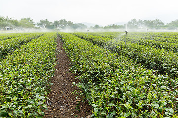 Image showing Watering with sprinkler of tea farm in TaiTung, TaiWan