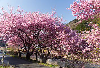 Image showing Sakura tree