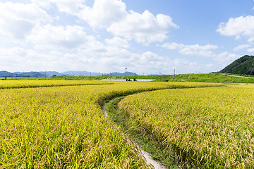 Image showing Paddy rice meadow