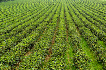 Image showing Green tea farm 