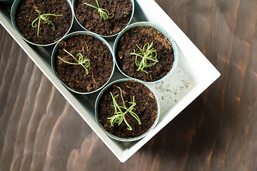 Image showing Potted plant