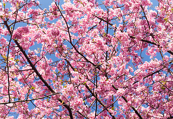 Image showing Cherry blossoms