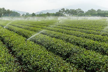 Image showing Water supply for green tea farm 