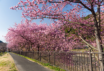 Image showing Cherry tree