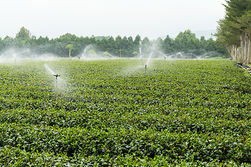 Image showing Cameron highlands tea plantation