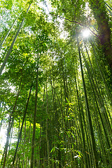 Image showing Bamboo forest