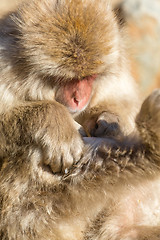 Image showing Monkey looking on its body