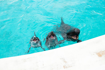 Image showing Dolphin and Whale in aquarium