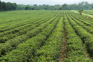 Image showing Tea plants with drop water