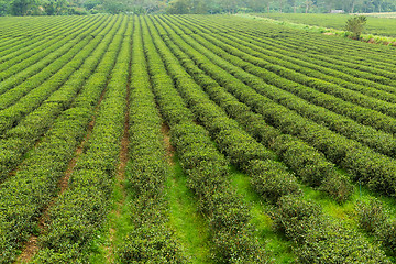 Image showing Tea plantation in TaiWan