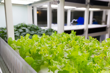 Image showing Organic hydroponic vegetable cultivation farm