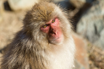 Image showing Japanese Monkey