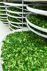 Image showing Fermentation tray of tea