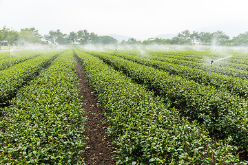 Image showing Tea plantation with water sprinkler system